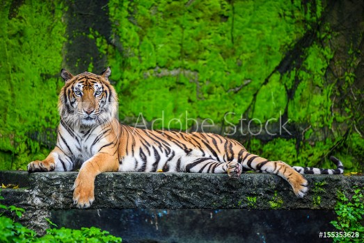 Picture of Bengal tiger